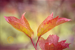 Photo of the month thumbnail