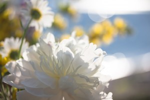 Pure-Whiteness-and-Light