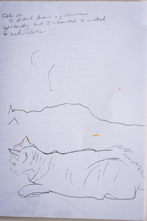 cat